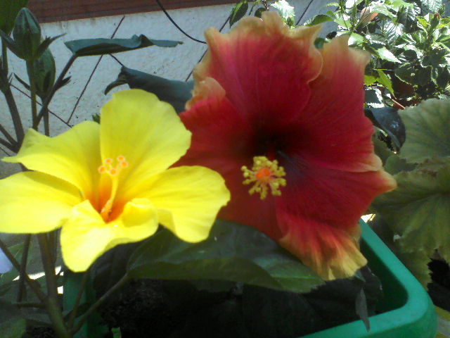 P09-07-12_13.54 - hibiscus