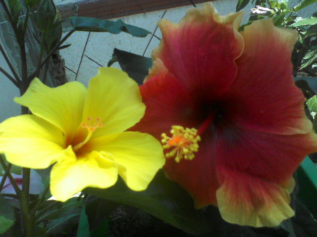 P09-07-12_13.54[1] - hibiscus