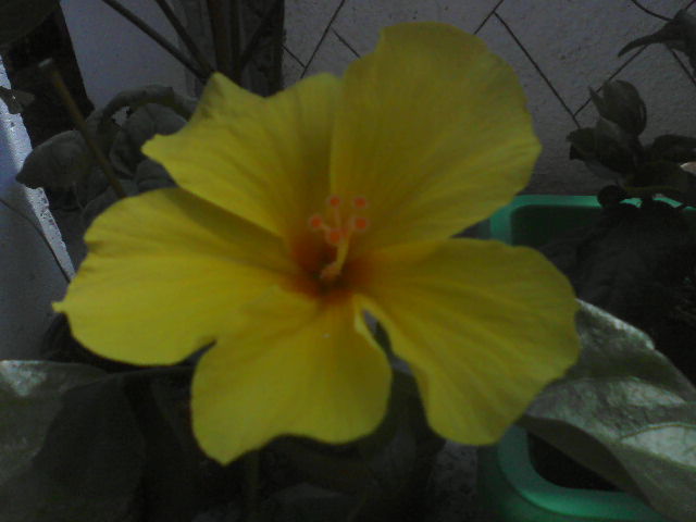 P09-07-12_13.54[2] - hibiscus