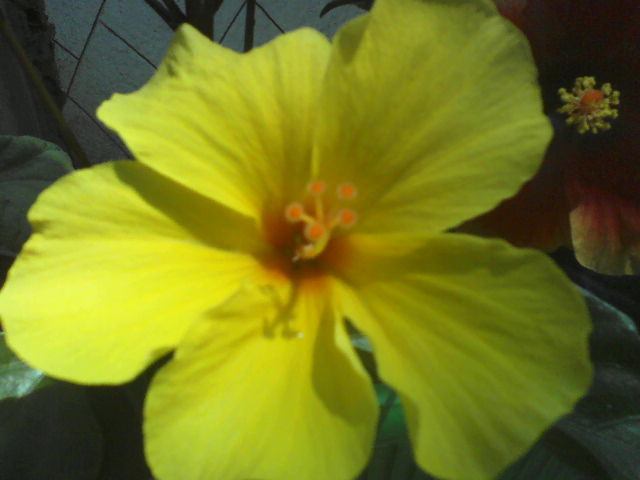 P09-07-12_13.54[3] - hibiscus