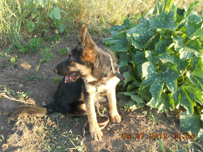 096 - noul membru al familiei ADA