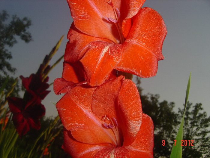 poze 1236 - 2012-GLADIOLE