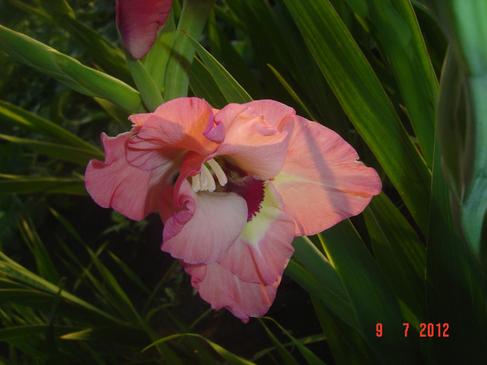 poze 1238 - 2012-GLADIOLE