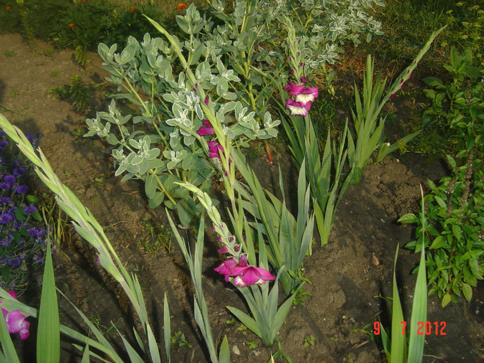 poze 1250 - 2012-GLADIOLE