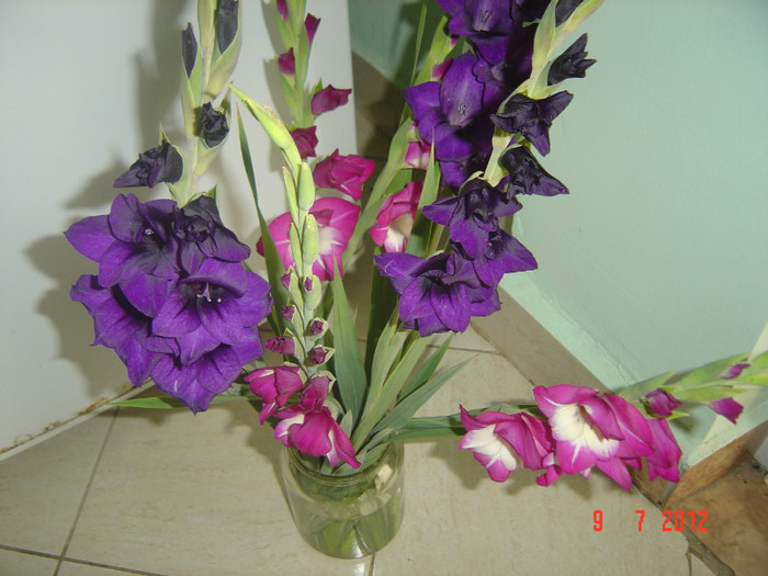 poze 1254 - 2012-GLADIOLE