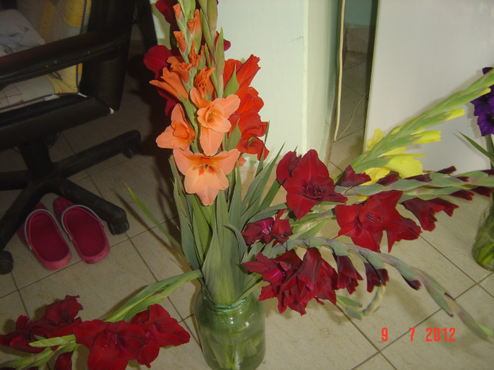 poze 1256 - 2012-GLADIOLE