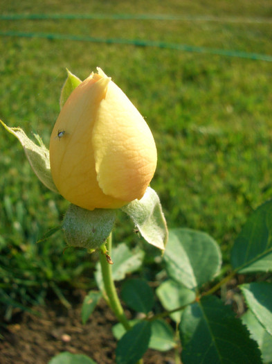 Jude the Obscure • AUSjo (Shrub.  English Rose Collection)