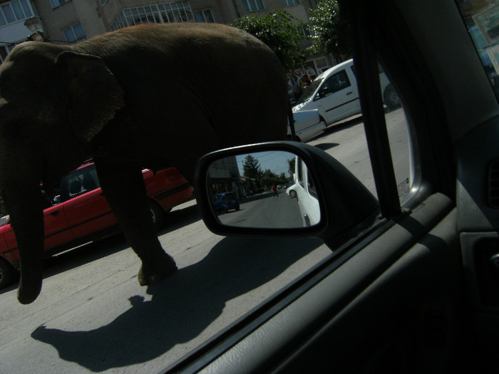 un elefant prin oras!; iulie 2012, circ in Tg Neamt. parada elefantilor prin centrul orasului
