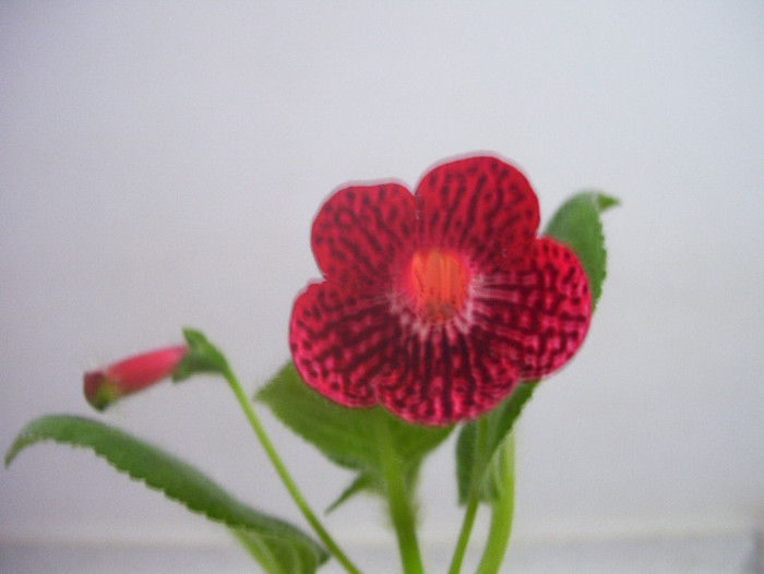 Red Ryder - kohleria 2012