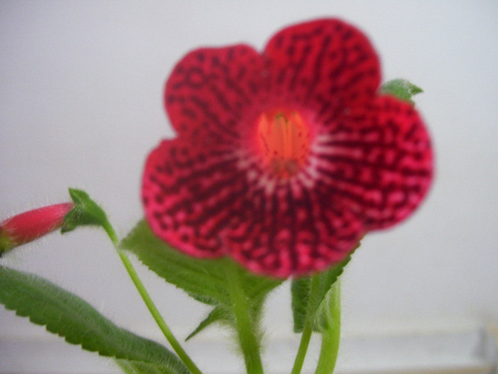  - kohleria 2012