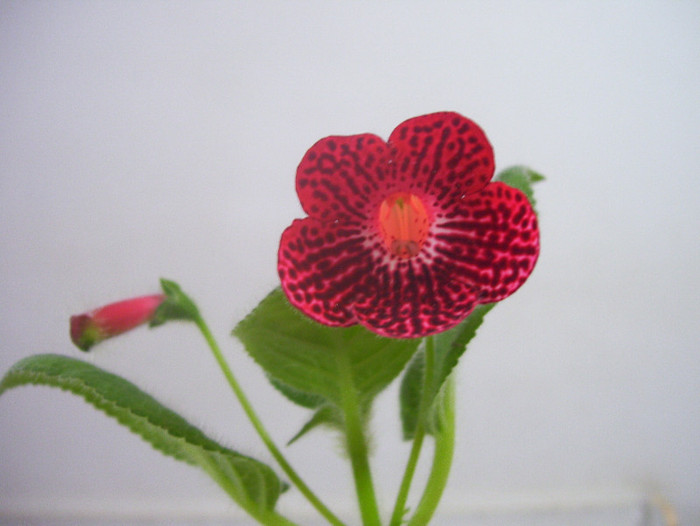 Red Ryder - kohleria 2012