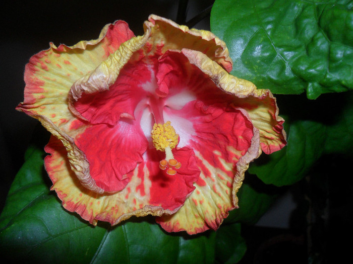 Sun Shower - Hibiscus 2012-1