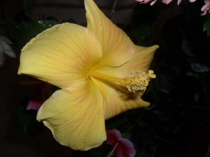 Senegal - Hibiscus 2012-1