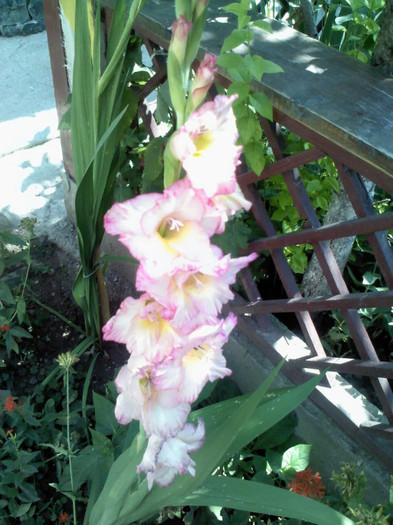 Gladiola - Z   Florile mele 2012