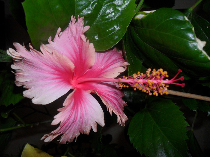 Hawaian Salmon - Hibiscus 2012-1