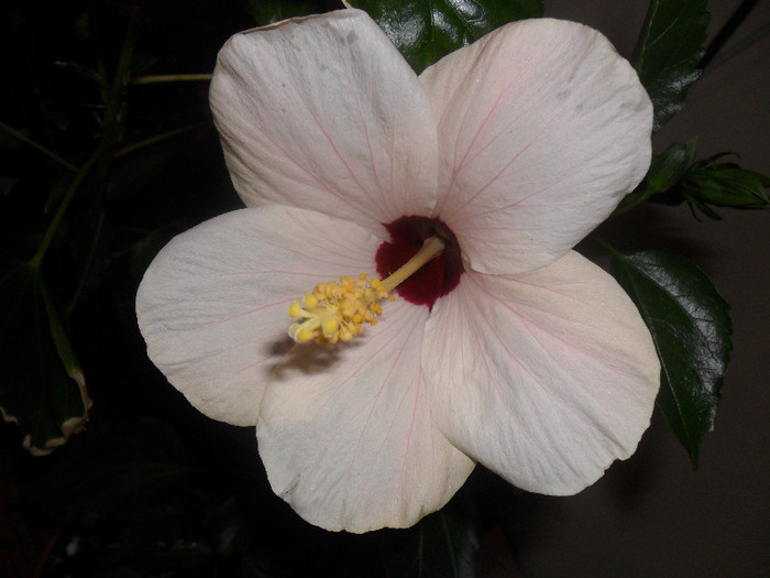 Hibiscus Cairo White