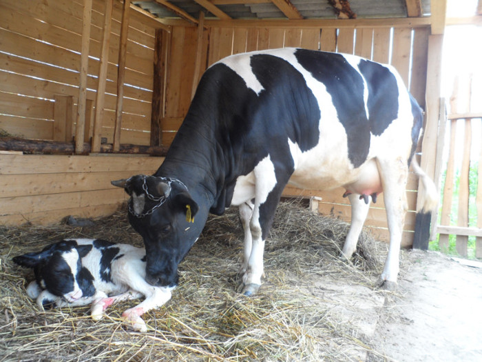 la prima fatare - Vaca holstein si vitica ei