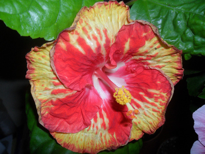 Hibiscus Sun Shower - Hibiscus 2012-1