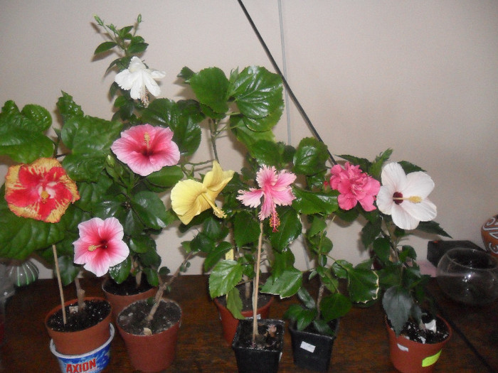 Hibiscus grup - Hibiscus 2012-1