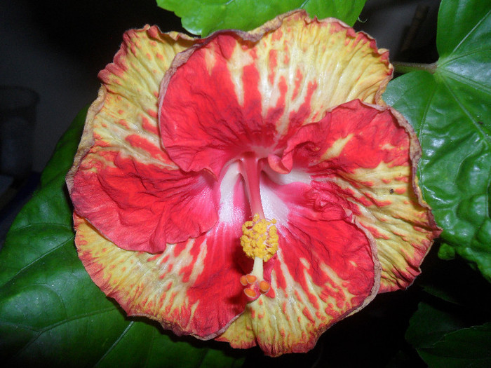 Hibiscus Sun Shower - Hibiscus 2012-1