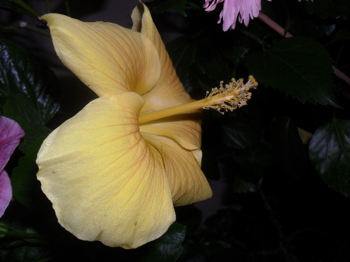 Hibiscus Senegal