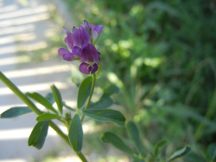 Alfalfa_Lucerne (2012, July 10) - Medicago sativa_Alfalfa