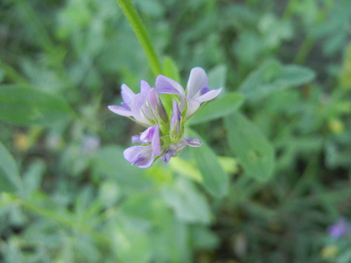 Alfalfa_Lucerne (2012, July 10) - Medicago sativa_Alfalfa