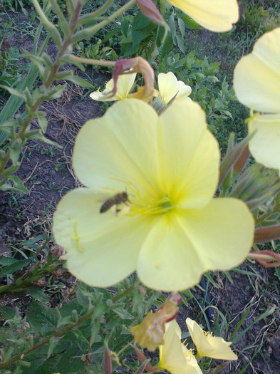 albina la oenothera - Apicol 2011-2012
