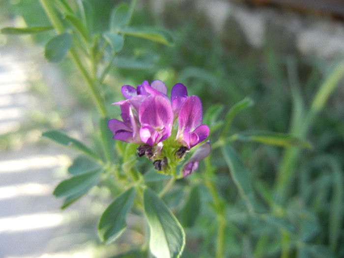 Medicago sativa_Alfalfa (2012, July 10)