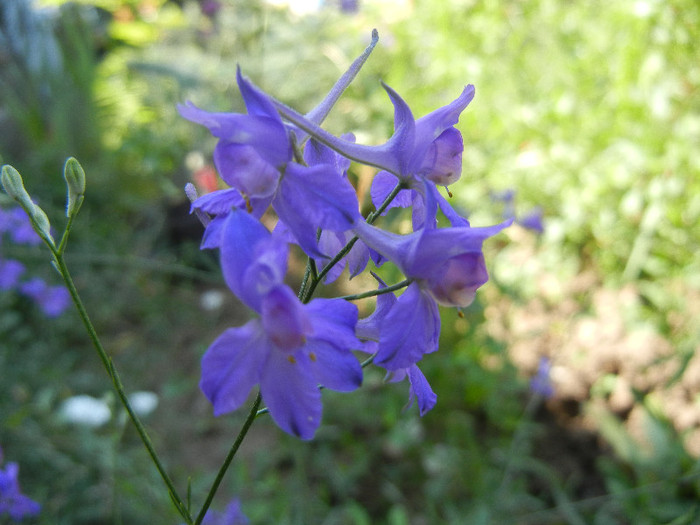 Delphinium consolida (2012, July 03)