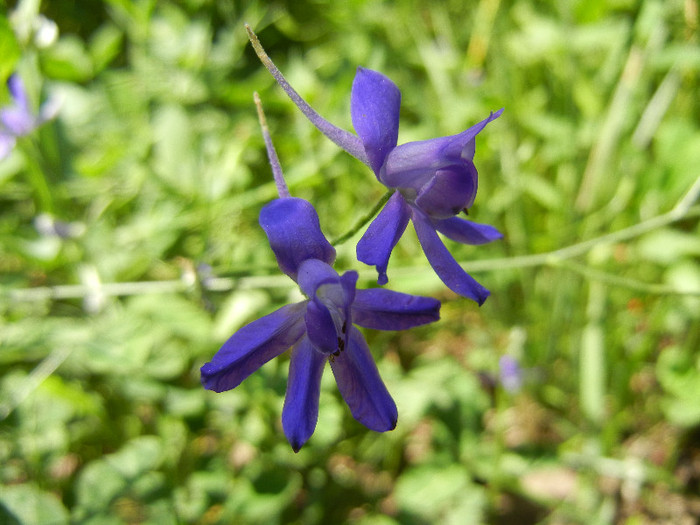 Delphinium consolida (2012, July 03) - Delphinium consolida