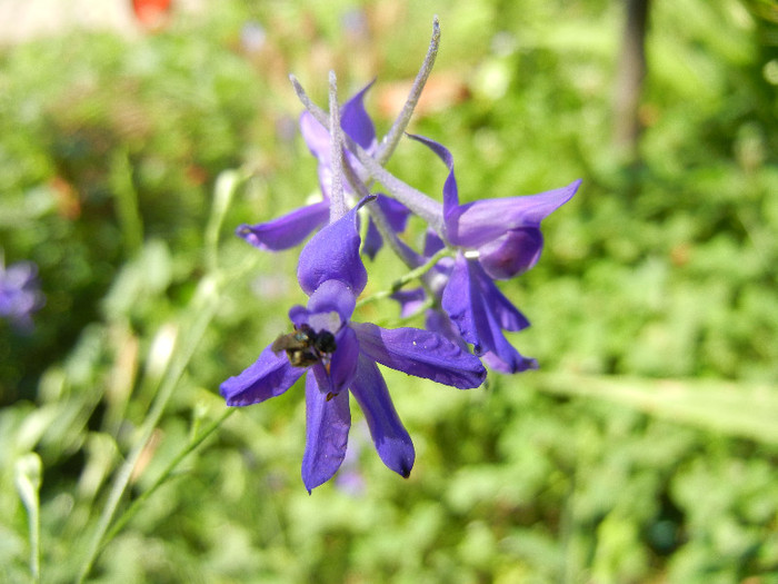 Delphinium consolida (2012, July 03)