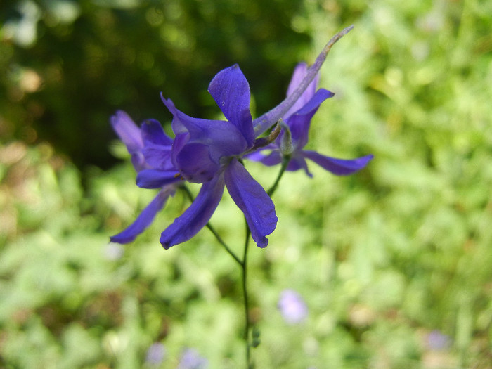 Delphinium consolida (2012, July 03) - Delphinium consolida