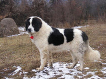 ARMEANCA - ARMEANCA Ciobanesc Romanesc de Bucovina