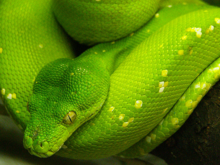 DSCN-011 - Green Tree Python