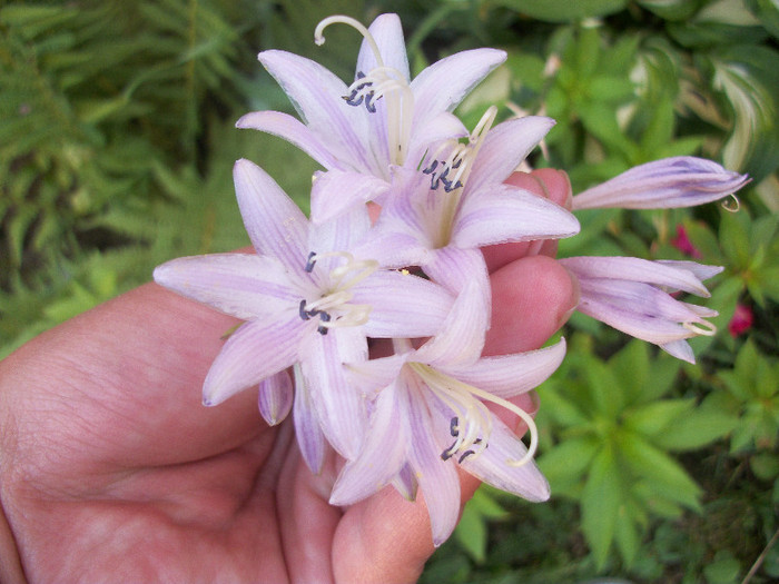 10 iulie 2012 - hosta 2012