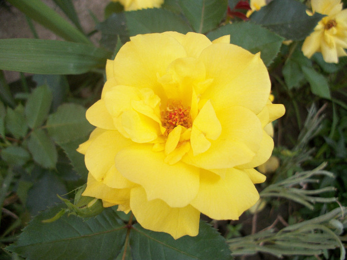 100_1296 - trandafiri 2012