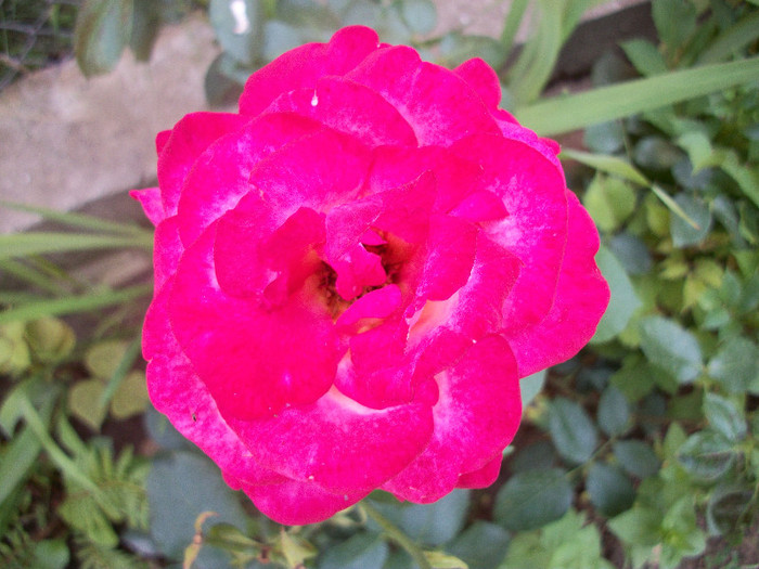 100_1297 - trandafiri 2012