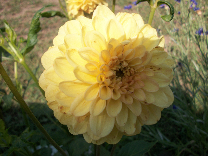 100_1333 - dalii 2012