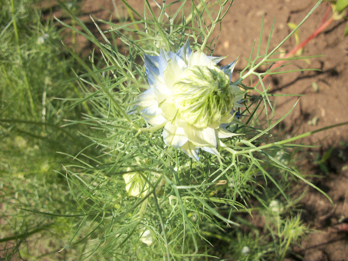 100_1318 - nigella damascena 2012