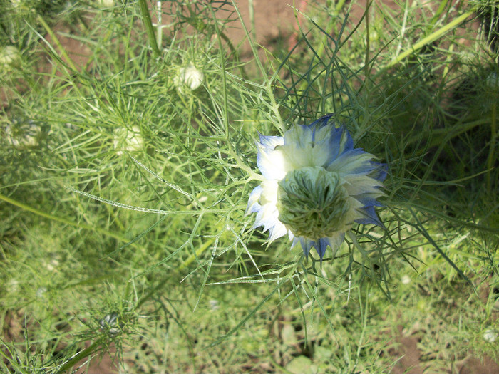 100_1316 - nigella damascena 2012