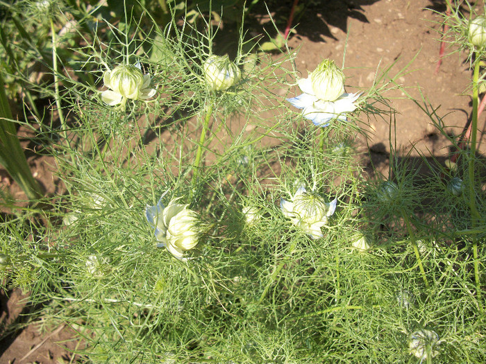 100_1317 - nigella damascena 2012