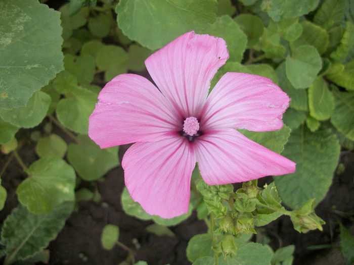 100_1314 - malope 2012