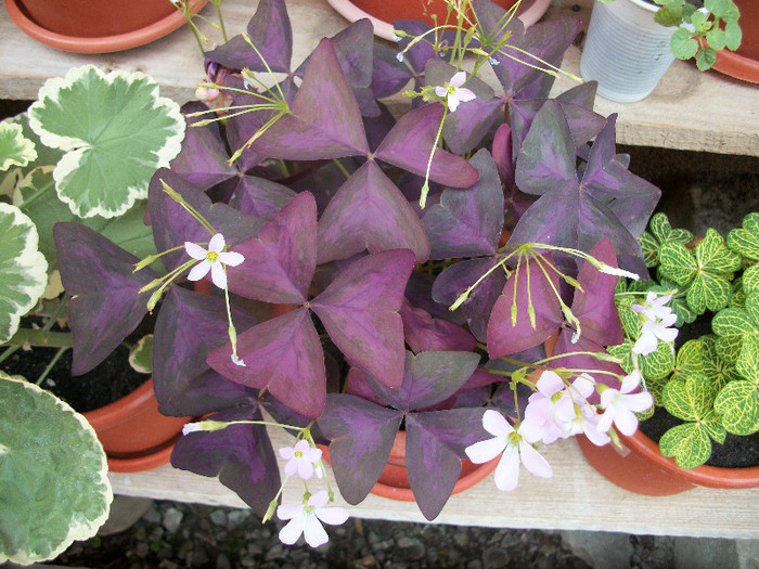 100_1309 - oxalis