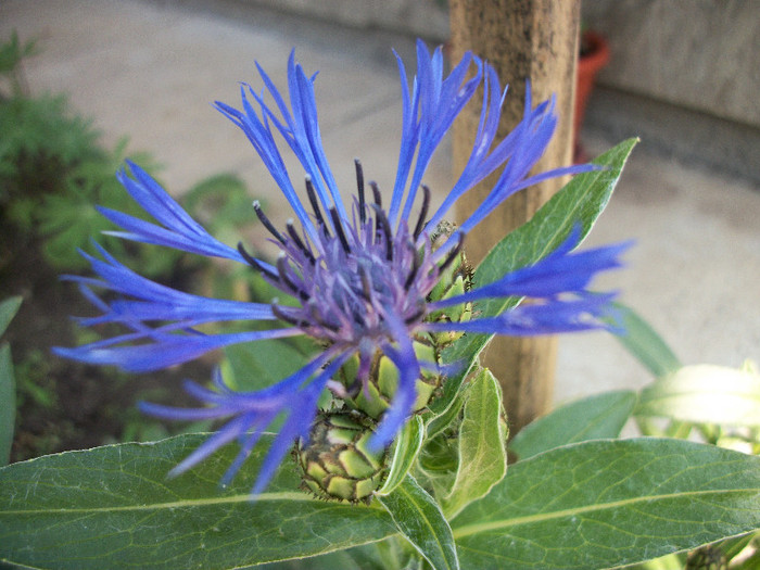 10 iulie 2012 - centaurea montana 2012