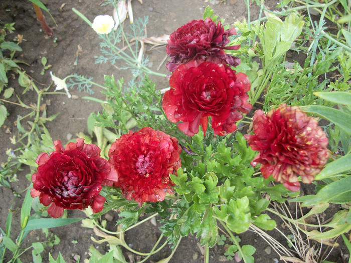 100_1325 - ranunculus 2012