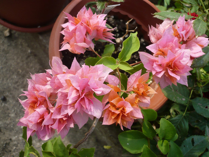 P1150594