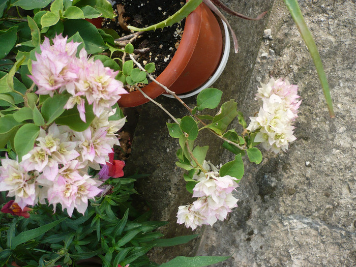 P1150595