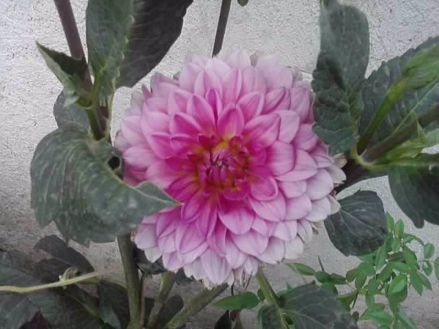 P100712_17.56_[01] - flori de gradina 2012-2