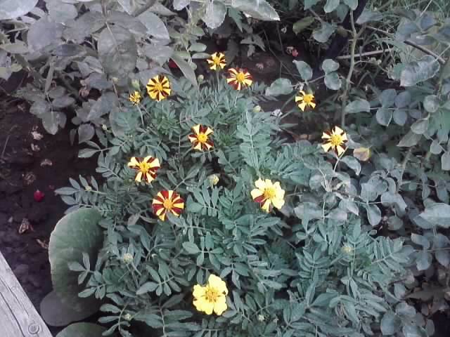 P100712_17.57_[02] - flori de gradina 2012-2